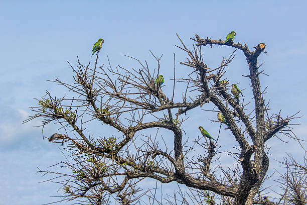 Group of Pionus in a tree.