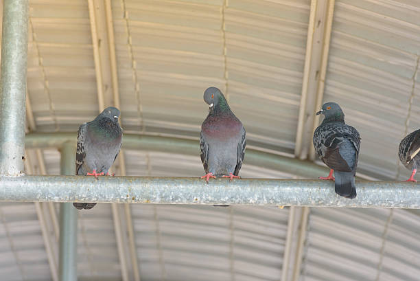 istock Pigeons perched on a steel beam. 628518614
