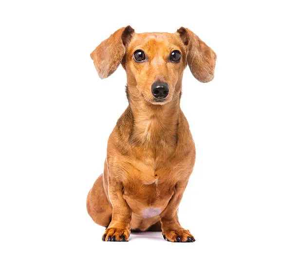 Dachshund dog