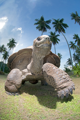 giant tortoise on a tropical island