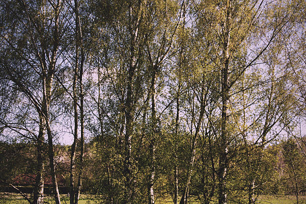 istock Silver birch trees against a blue sky Vintage Retro Filter. 628526224