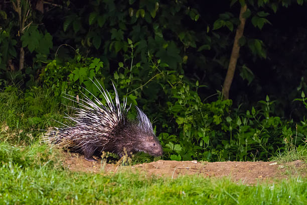istock Malayan porcupine in nature at night time 628526474