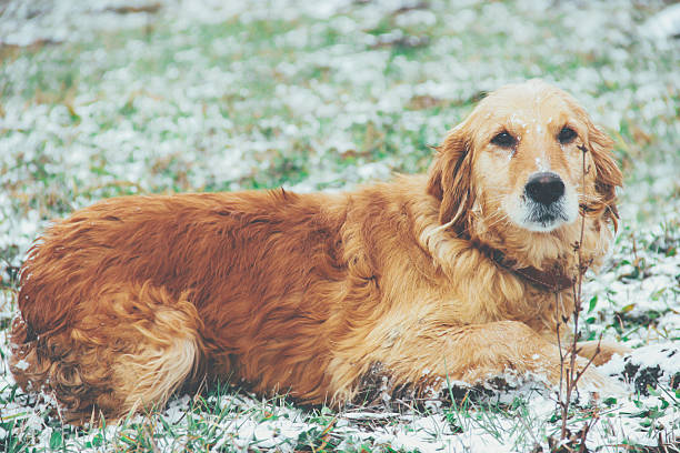 istock golden retriever in the snow 628527138