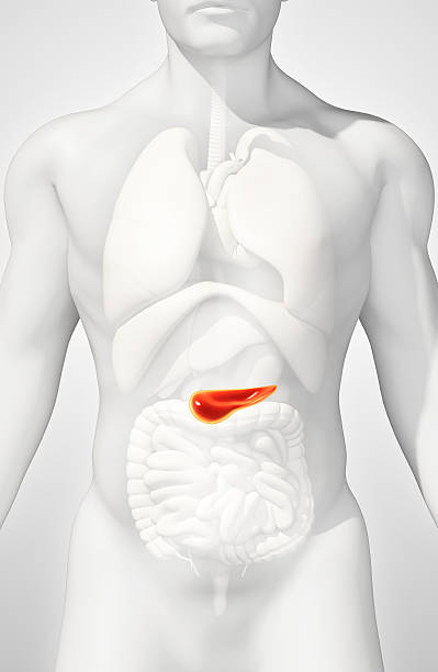 3D illustration of Pancreas - part of digestive system, medical concept.