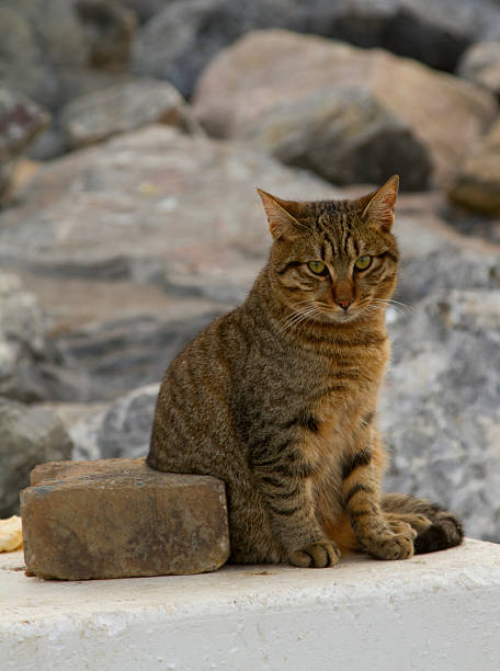 istock Different colors street cat sitting on the big stones 628529124