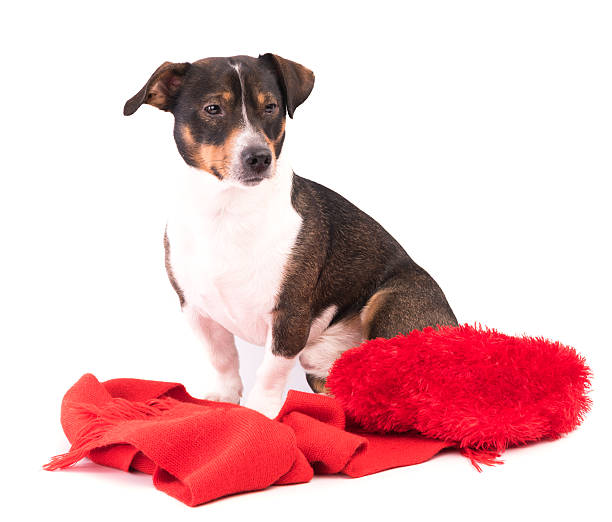 istock Dog in Christmas and New Year on a white background 628535240