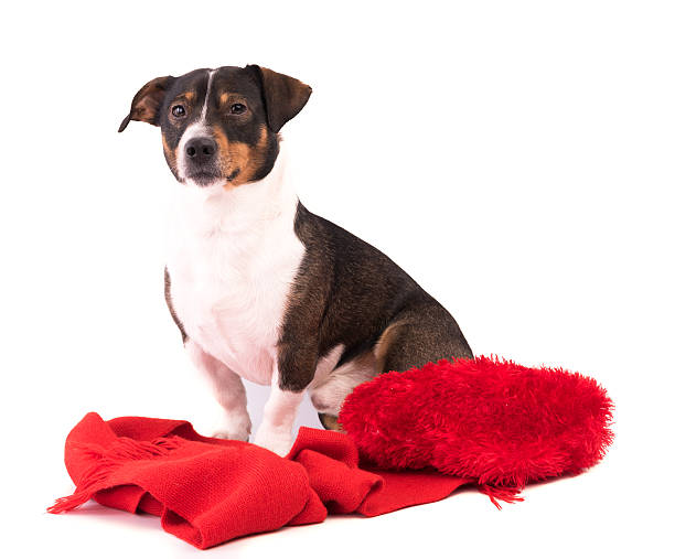 istock Dog in Christmas and New Year on a white background 628535288