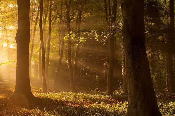 istock Foggy conditions in the Forest 628536090