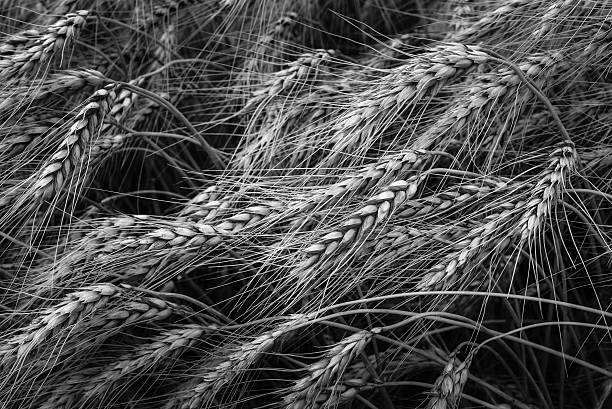 istock Wheat in shades of gray 628536548