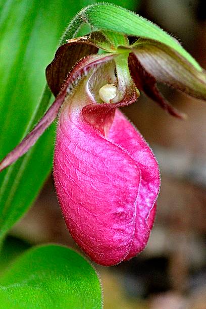 istock Pink Lady's Slipper In All Its Glory 628538206
