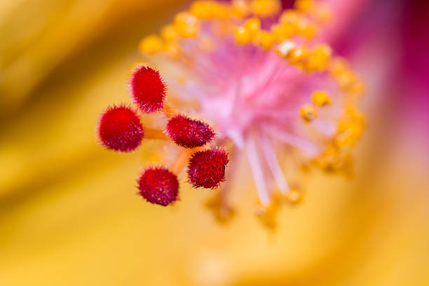istock Hibiscus flower showing pollen details close up. 628540498