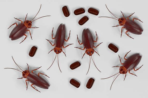 istock realistic 3d render of periplaneta americana 628541412