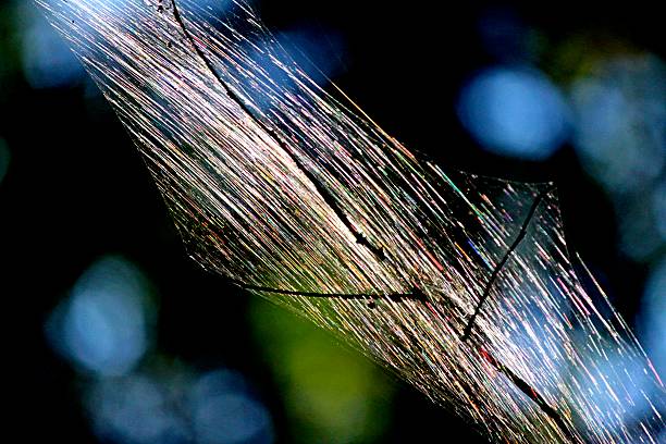 Rainbows Glowing On Tent Caterpillar’s Dwelling