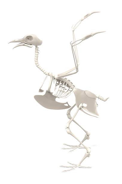 istock realistic 3d render of pigeon skeleton 628541684