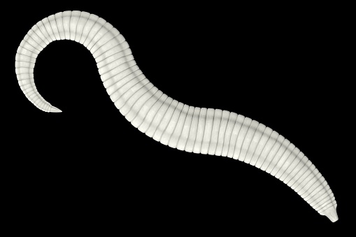 realistic 3d render of pinworm