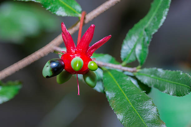 istock Ochna serrulata in nature exotic plant 628542174