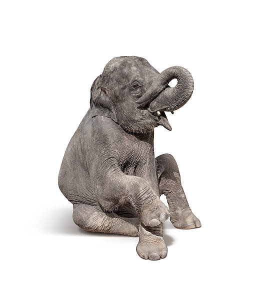 istock young baby elephant sit down to show isolated on white 628547628
