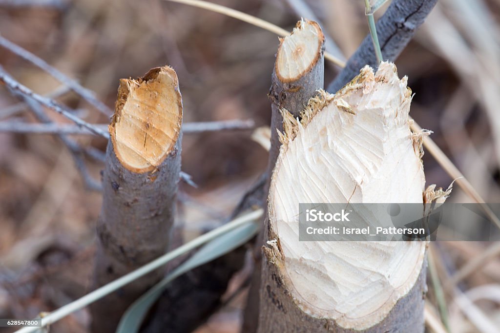close up of damage to trees by a beaver macro of trees that were chewed by a beaver on a river in colorado Animal Wildlife Stock Photo