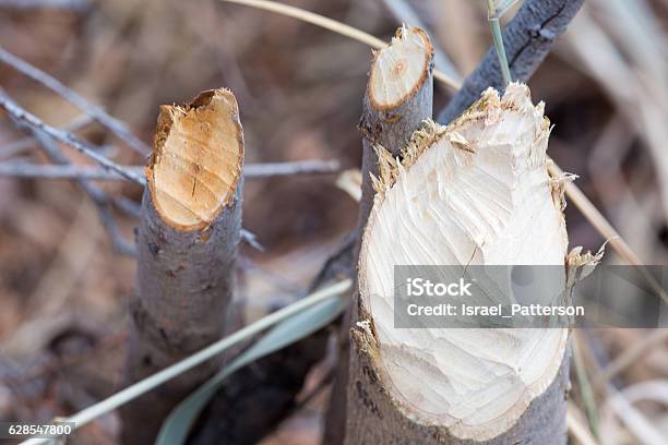 Close Up Of Damage To Trees By A Beaver Stock Photo - Download Image Now - Animal Wildlife, Animals In The Wild, Autumn