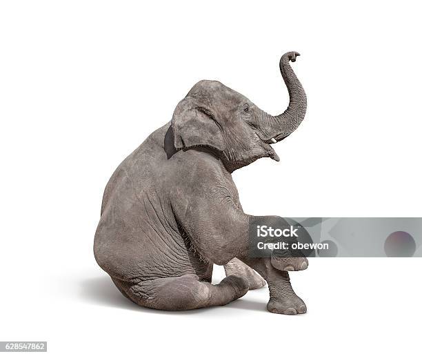 Young Baby Elephant Sit Down To Show Isolated On White Stock Photo - Download Image Now