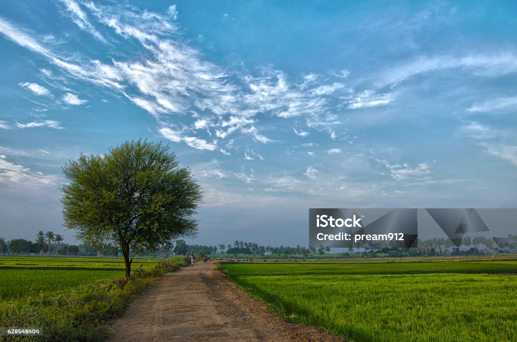 Village landscape Beautiful cultivation field with a tree and beautiful blue sky Village Stock Photo