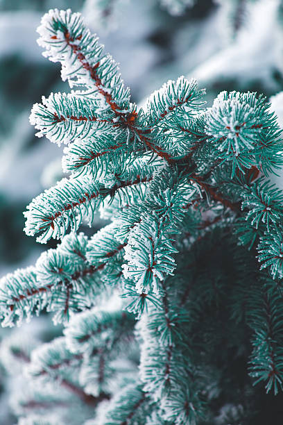 istock Blue branch of fir tree covered by snow. 628549124