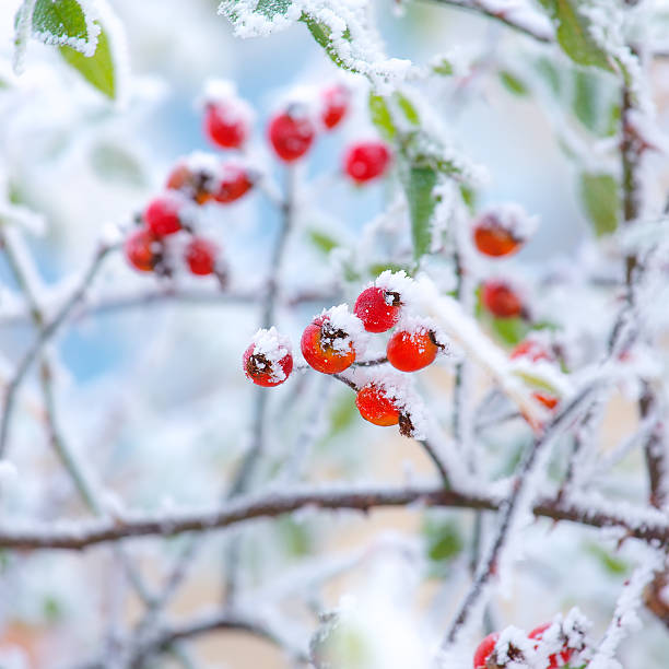 istock Vibrant red brier berries covered by snow. 628550458