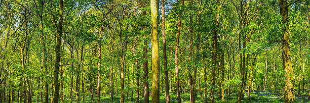 folhagens verdes da floresta dappled luz solar profunda no panorama de florestas de verão - glade light dappled tree - fotografias e filmes do acervo