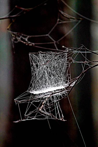 spider web 'rocking chair' - shutterbug photos et images de collection
