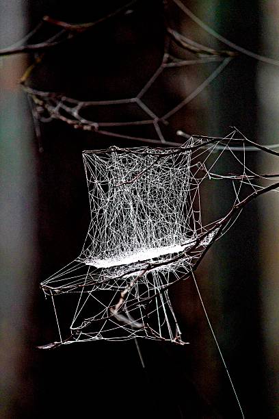 'cadeira de balanço' da teia de aranha - shutterbug - fotografias e filmes do acervo