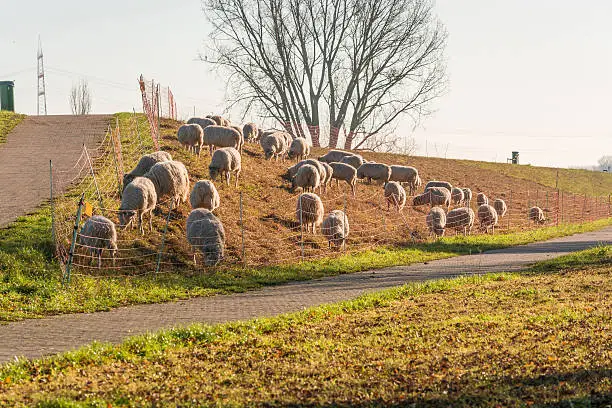 Photo of Flock of sheep on a dyke.