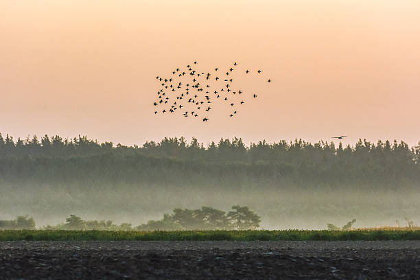 istock Birds flying in the rays of dawn. 628560380