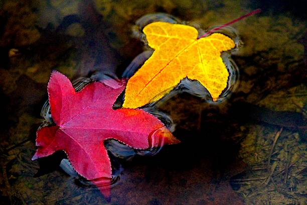 istock Sweetgum Fall Leaves Afloat ‘Holding Hands’ 628560556