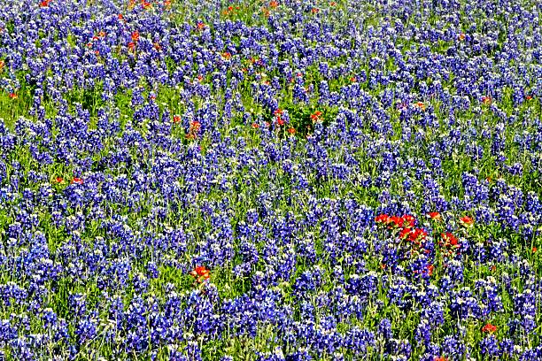 istock Texas Bluebonnet Field With A Sprinkling of Indian Paintbrushes 628561230