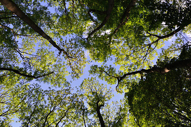 istock Canopy of Trees in a Forest 628561440