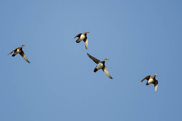 istock Wood Ducks Flying in a Blue Sky 628561504