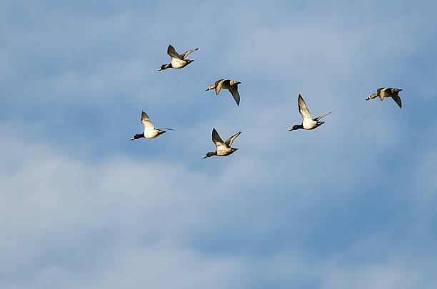 istock Small Flock of Ring-Necked Ducks Flying in a Blue Sky 628561656