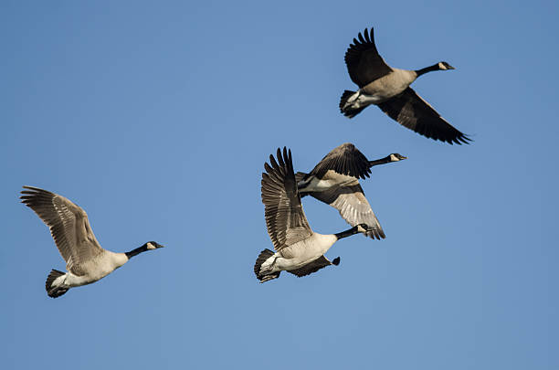 istock Flock of Canada Geese Flying in a Blue Sky 628561830