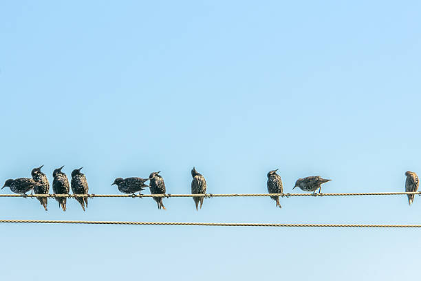 istock Starlings on electric wires. 628561836