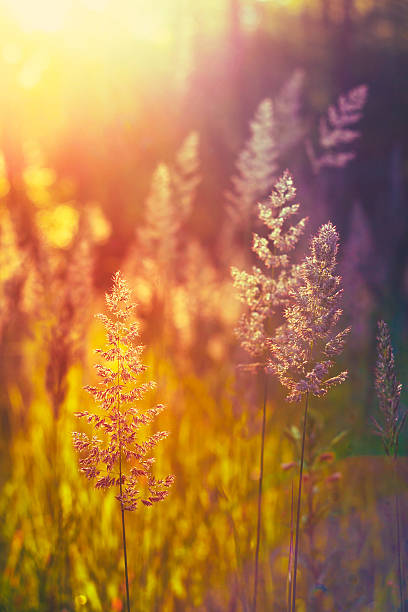 istock Grass in Sunlight and Bokeh, Boke Background. Later Summer 628561936