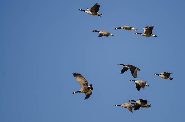 istock Flock of Canada Geese Flying in a Blue Sky 628562552
