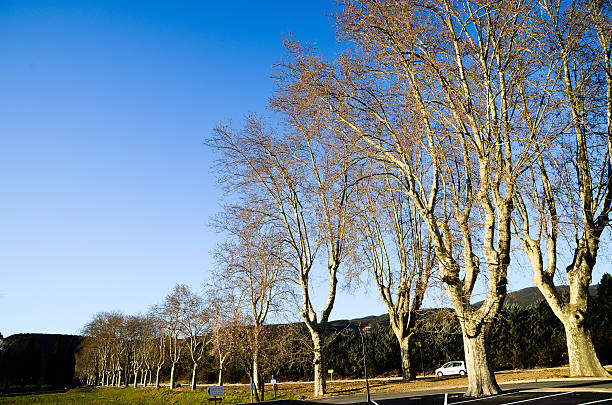 Tree-lined Road in Provance, Southern France