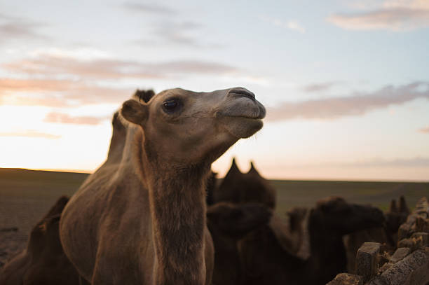 бактрийский верблюд в пустыне гоби - bactrian camel camel independent mongolia gobi desert стоковые фото и изображения