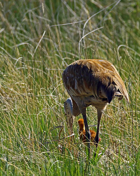 istock Sandhill Crane and Colt 628564080