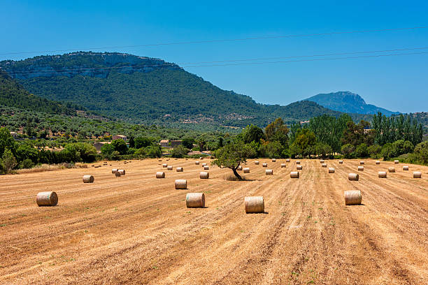 istock Hay Circles in field near Valldemossa Mallorca 628564484