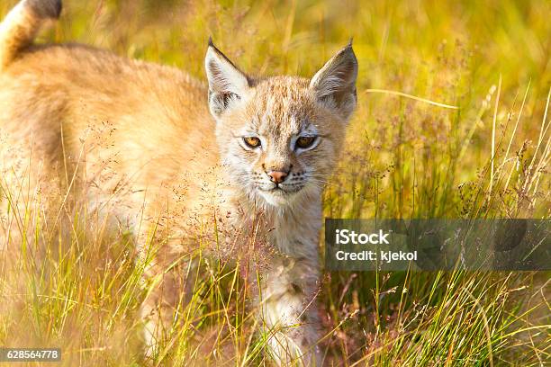 Cute Young Lynx Cub Walking In The Grass Stock Photo - Download Image Now - Bobcat, Animal, Animal Body Part - iStock Cute Young Lynx Cub Walking In The Grass Stock Photo - Download Image Now - Bobcat, Animal, Animal Body Part - iStock
