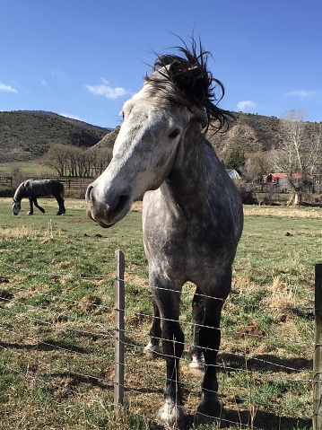 Beautiful horse in a rural setting in Colorado.