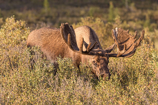 istock Bull Moose in Velvet 628566760