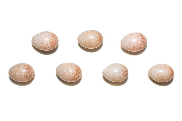 istock The eggs of the Robin in front of white back 628567492