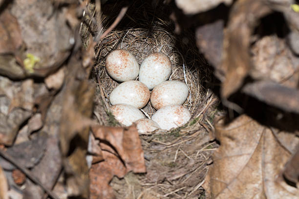 istock Nest of the Robin (Erithacus rubecula). 628567902